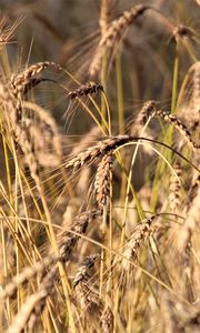 Превью обои пшеница, колосья, трава