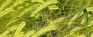 Превью обои пшеница, колоски, макро, зеленый, поле