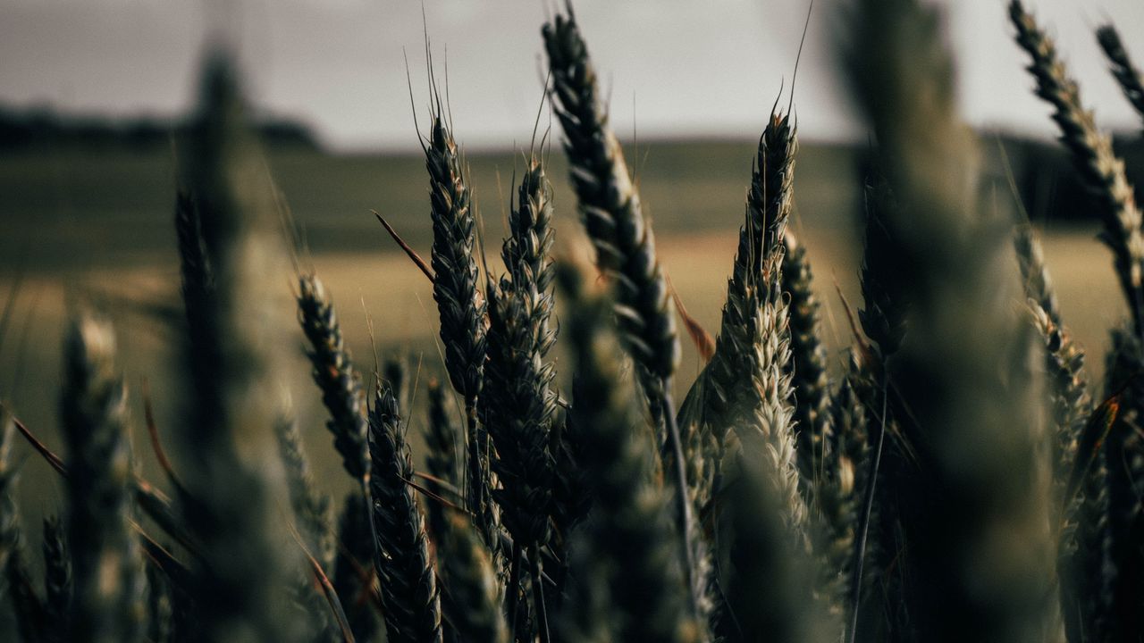 Обои пшеница, колоски, поле, растения, злаки