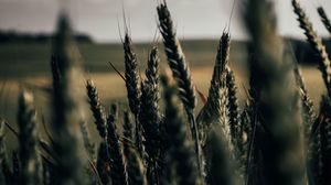 Превью обои пшеница, колоски, поле, растения, злаки