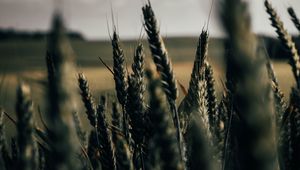 Превью обои пшеница, колоски, поле, растения, злаки
