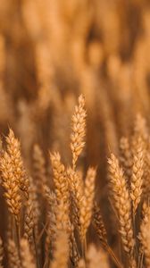 Превью обои пшеница, колоски, поле, злаки, растение