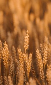 Превью обои пшеница, колоски, поле, злаки, растение