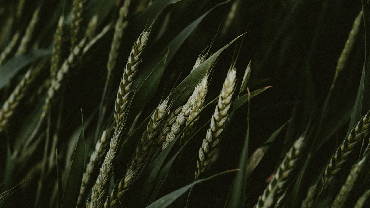 Обои пшеница, колоски, злаки, зеленый, темный, растения