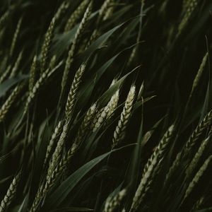 Превью обои пшеница, колоски, злаки, зеленый, темный, растения