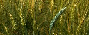 Превью обои пшеница, макро, колосья, поле
