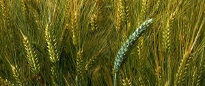 Превью обои пшеница, макро, колосья, поле