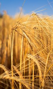 Превью обои пшеница, поле, колосья, блюр, природа