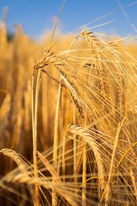 Превью обои пшеница, поле, колосья, блюр, природа