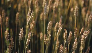 Превью обои пшеница, поле, колосья, растение, макро