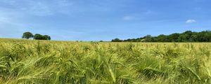 Превью обои пшеница, поле, колосья, пейзаж