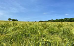 Превью обои пшеница, поле, колосья, пейзаж