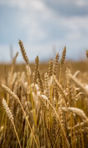 Превью обои пшеница, поле, колосья, блюр