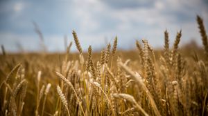 Превью обои пшеница, поле, колосья, блюр