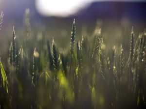 Превью обои пшеница, поле, размытие, колосья