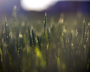 Превью обои пшеница, поле, размытие, колосья