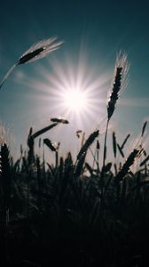 Превью обои пшеница, поле, солнце, растения