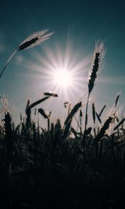 Превью обои пшеница, поле, солнце, растения