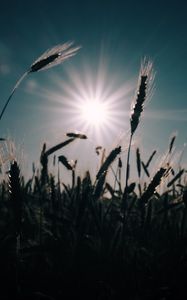 Превью обои пшеница, поле, солнце, растения