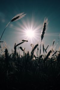 Превью обои пшеница, поле, солнце, растения