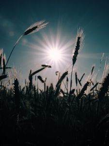 Превью обои пшеница, поле, солнце, растения