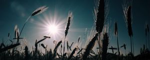 Превью обои пшеница, поле, солнце, растения