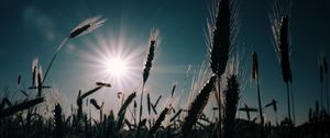 Превью обои пшеница, поле, солнце, растения