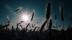 Превью обои пшеница, поле, солнце, растения