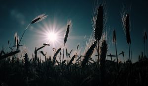 Превью обои пшеница, поле, солнце, растения