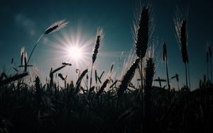 Превью обои пшеница, поле, солнце, растения