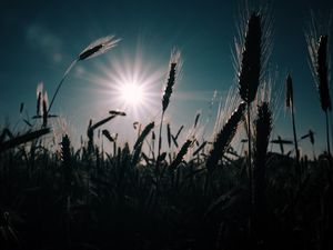 Превью обои пшеница, поле, солнце, растения