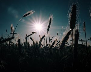 Превью обои пшеница, поле, солнце, растения
