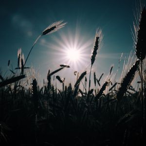 Превью обои пшеница, поле, солнце, растения