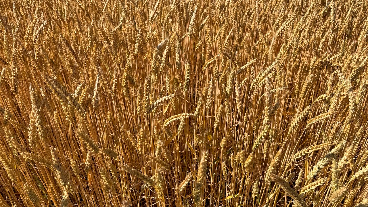 Обои пшеница, поле, трава, фон