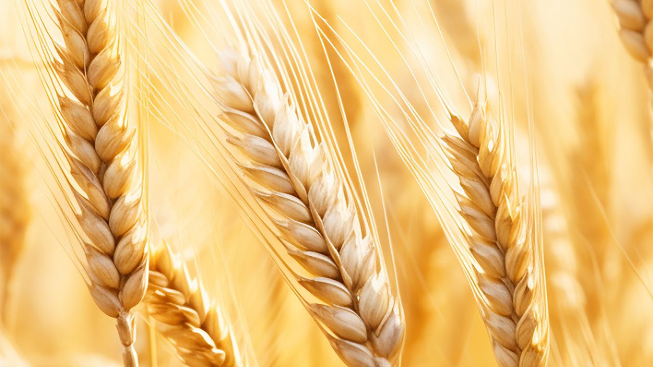 Обои пшеница, растения, колосья, размытие