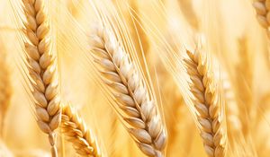Превью обои пшеница, растения, колосья, размытие
