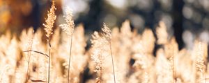 Превью обои пшеница, растения, поле, блюр, природа