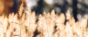Превью обои пшеница, растения, поле, блюр, природа