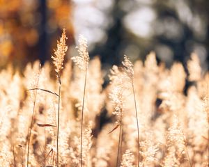 Превью обои пшеница, растения, поле, блюр, природа
