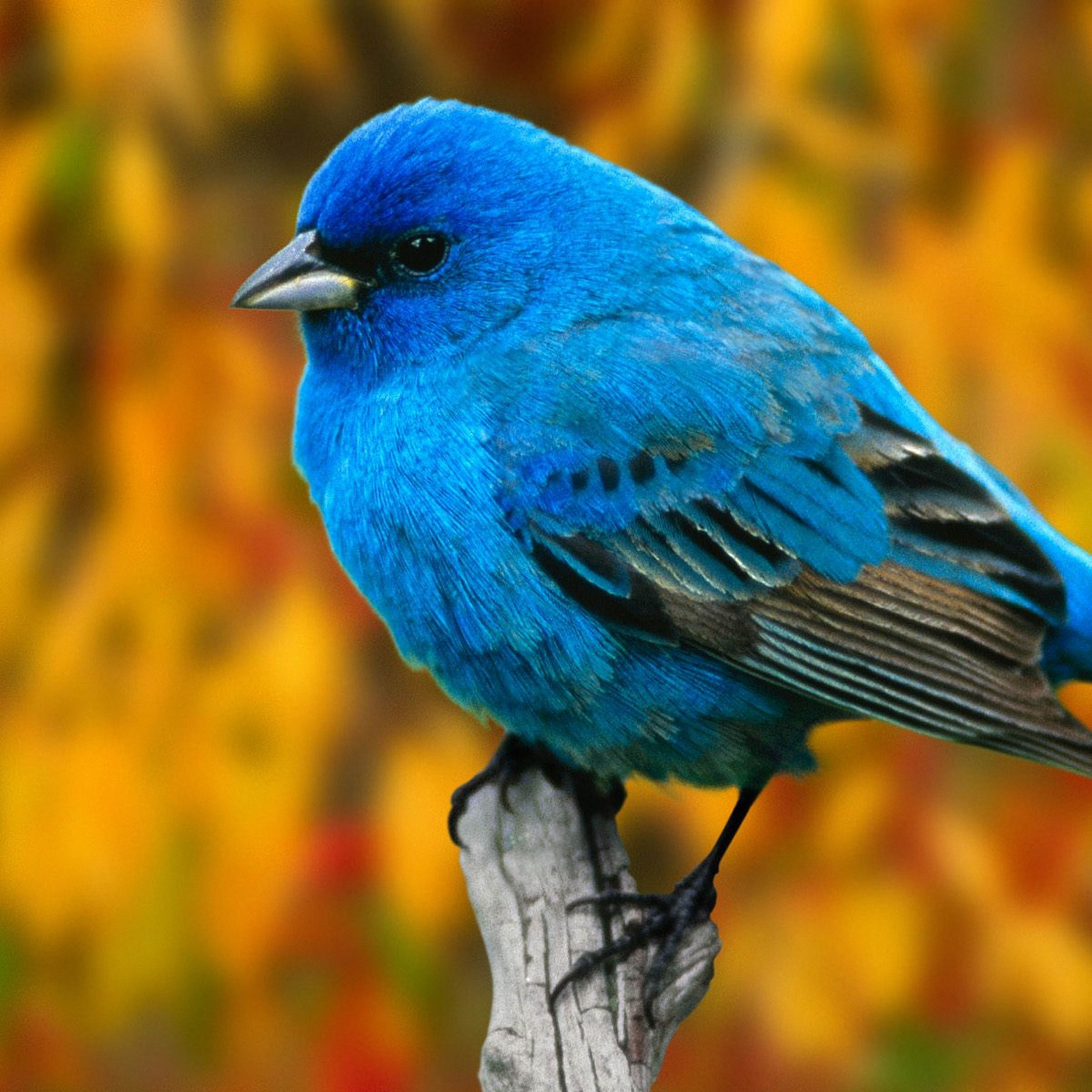 Синяя птичка