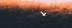 Превью обои птица, белый, полет, лететь