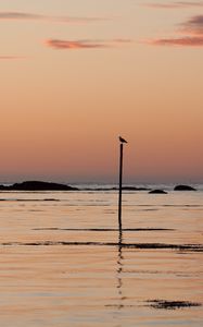 Превью обои птица, берег, сумерки, минимализм