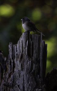 Превью обои птица, дерево, кора, дикая природа