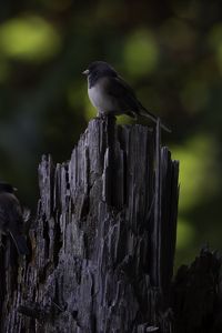 Превью обои птица, дерево, кора, дикая природа