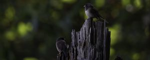 Превью обои птица, дерево, кора, дикая природа