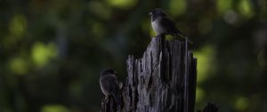 Превью обои птица, дерево, кора, дикая природа