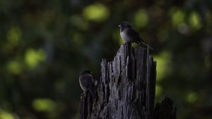Превью обои птица, дерево, кора, дикая природа