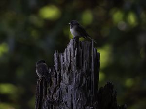 Превью обои птица, дерево, кора, дикая природа
