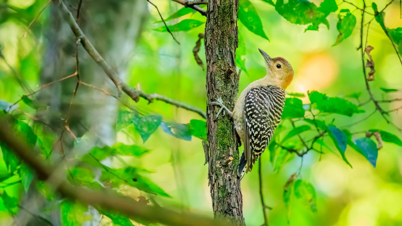 Обои птица, дерево, кора, дикая природа, листья
