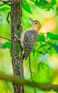 Превью обои птица, дерево, кора, дикая природа, листья